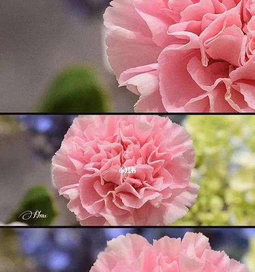 康乃馨花语的多彩含义（揭秘康乃馨不同颜色的花语之谜）
