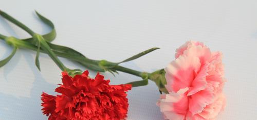 康乃馨的寓意与象征（康乃馨）