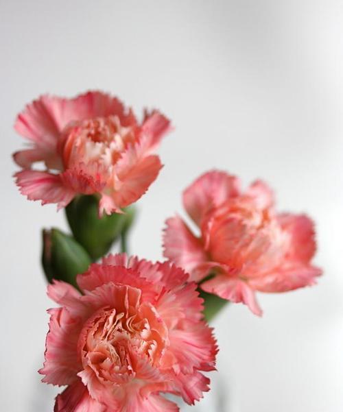 康乃馨花语的含义及象征（用花语传达感情和祝福）