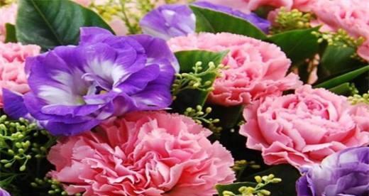 康乃馨之花（探寻康乃馨的世界）