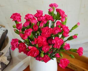 康乃馨之花（探寻康乃馨的世界）