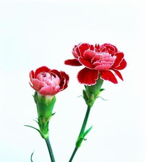 康乃馨的花语与寓意（探寻康乃馨背后的含义）