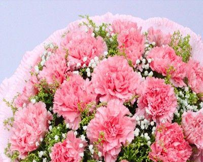 康乃馨的象征意义及其传承（探寻康乃馨的花语和文化内涵）