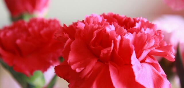 康乃馨多少朵的寓意——花语中的深情告白（康乃馨朵数的意义及隐藏在其中的情感密码）