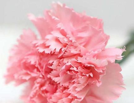 康乃馨花语（传递爱意的美丽鲜花）
