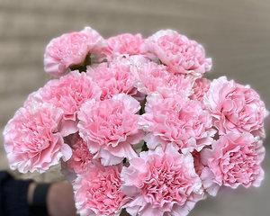 康乃馨花束的寓意与意义（解读康乃馨花束的象征与表达）
