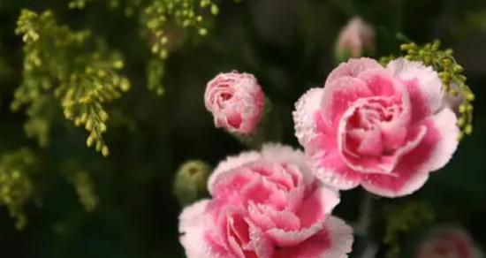 康乃馨花语的深意——感恩与爱的象征（唤起内心的柔软与温暖）
