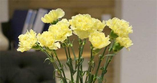 康乃馨花语与寓意（探索康乃馨的神秘花语）