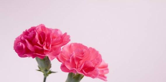 康乃馨花语（探寻康乃馨花语的深层内涵）