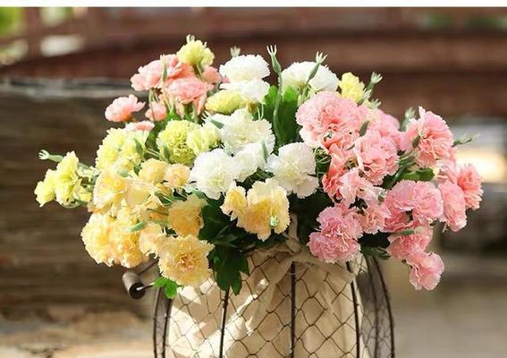 康乃馨花语的意义与传承（康乃馨花语传达的情感和寓意）
