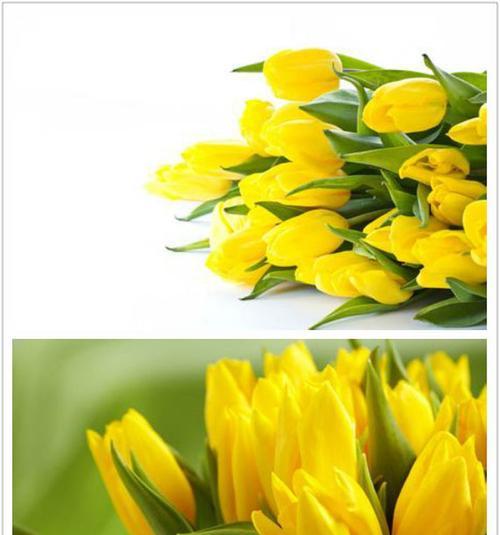 郁金香花语与寓意（深入探索郁金香的花语和寓意）
