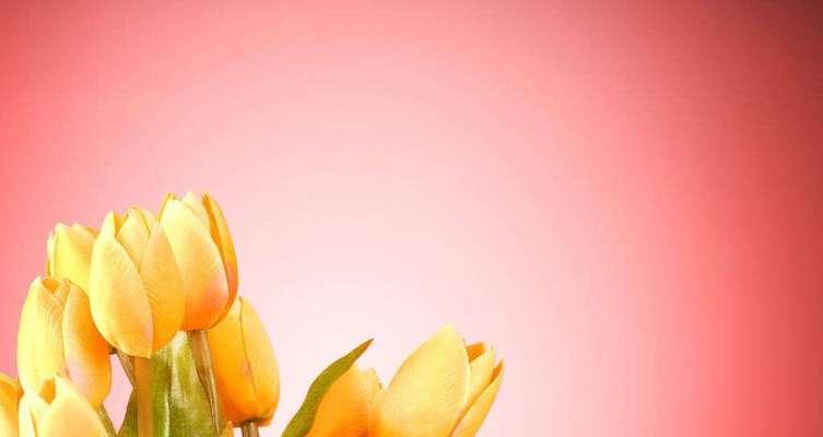 郁金香花语与寓意（深入探索郁金香的花语和寓意）