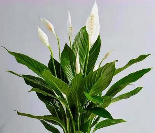 以寓意好的植物名字为主题的文章（探索植物名字中的美好寓意）