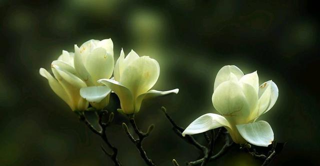 月光花的花语——展示生命之美（探索月光花的花语）