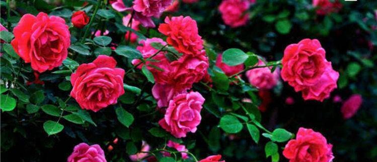 月季花的花语与寓意（探寻月季花背后的情感和象征）