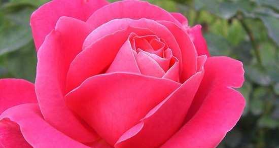 月季花（探寻月季花语的深层含义）