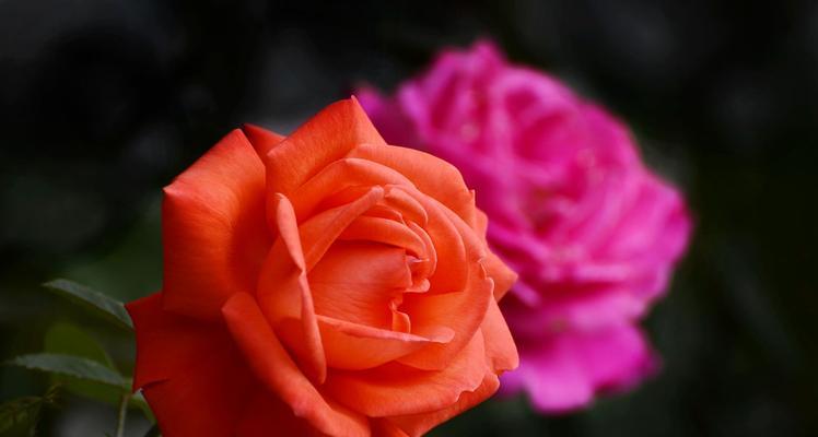 解读月季花的花语（探秘月季花的深意）