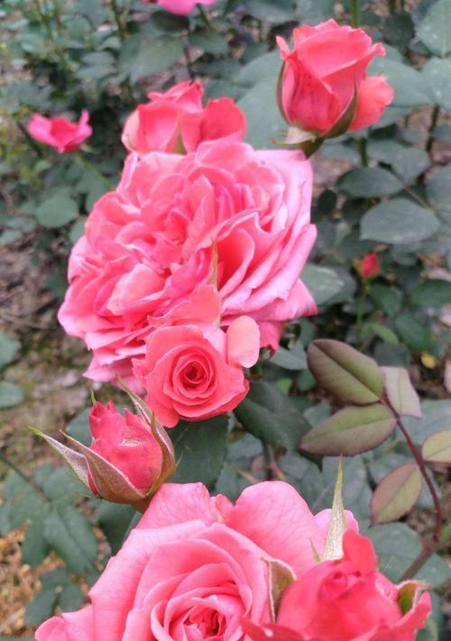 解读月季花的花语（探秘月季花的深意）