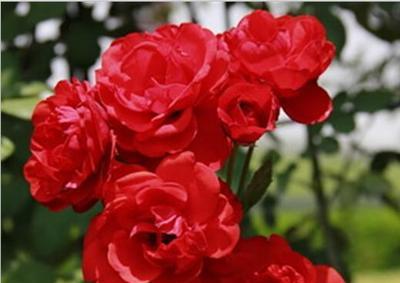 月季花花语之美丽与希望（解读月季花的花语与寓意）