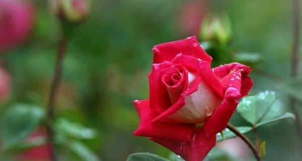 月季花花语之美丽与希望（解读月季花的花语与寓意）