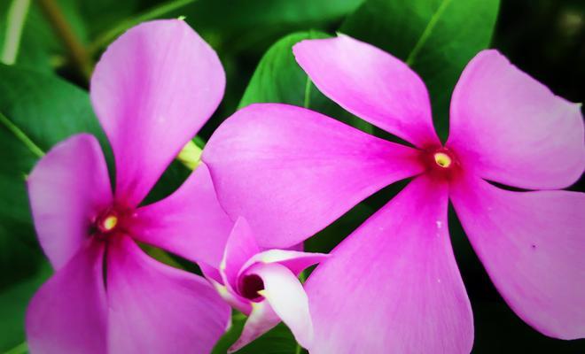 长春花（用鲜花传递永恒的情感和积极的力量）