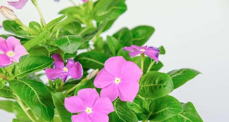 长春花的花语与寓意（传递希望与幸福的花朵-长春花）