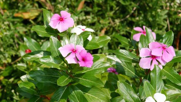 长春花的花语与寓意（传递希望与幸福的花朵-长春花）