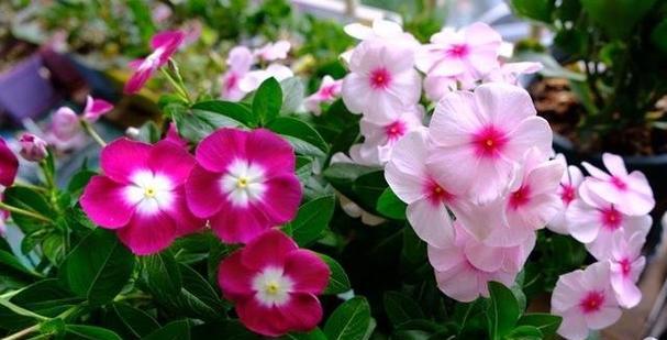 长春花花语——花开寓意希望与坚持（传递生命力与希望的长春花）
