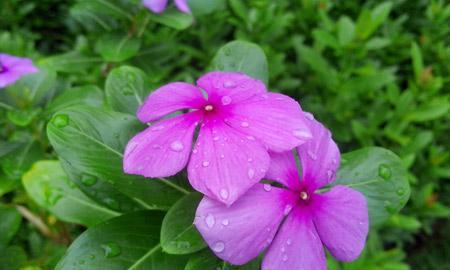 长春花花语与美好祝愿（寓意深远的长春花）