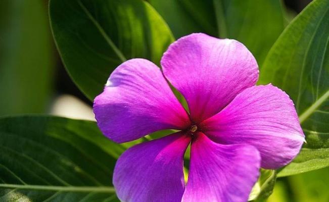 长春花花语与美好祝愿（寓意深远的长春花）