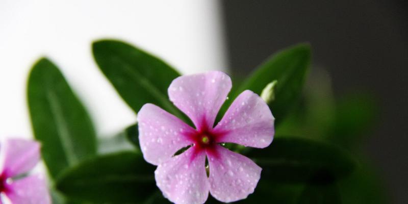 长春花花语与美好祝愿（寓意深远的长春花）