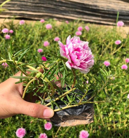 以针垫花花语及养护指南（探秘以针垫花的意义与养护方法）