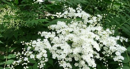 珍珠梅花语（以珍珠梅花诠释精神境界）