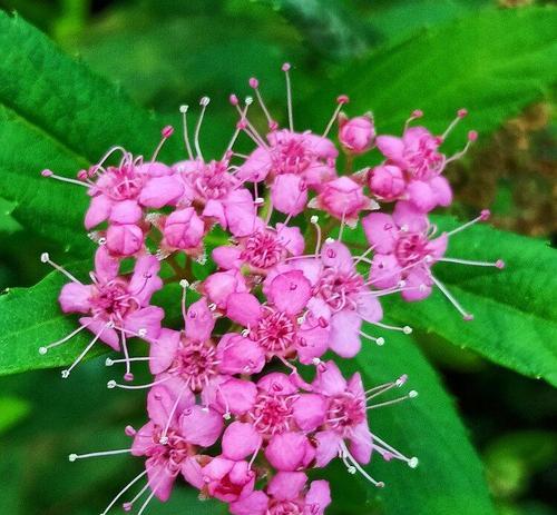 珍珠梅花语（以珍珠梅花诠释精神境界）