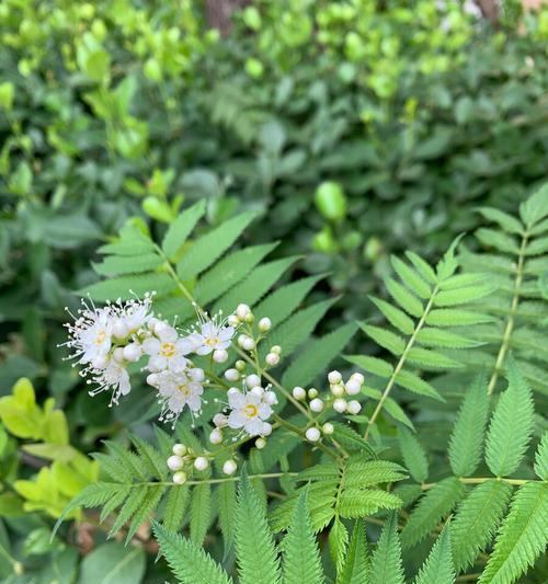 珍珠梅花语（以珍珠梅花诠释精神境界）