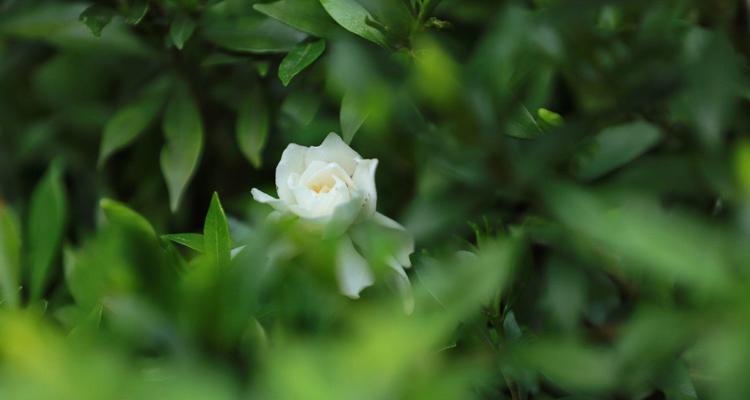栀子花的花语与神话故事（传承千年的花语之谜与神秘力量）