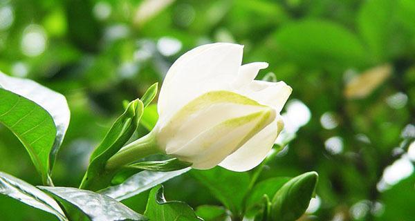 栀子花的寓意与象征意义（探寻栀子花的文化内涵与象征）