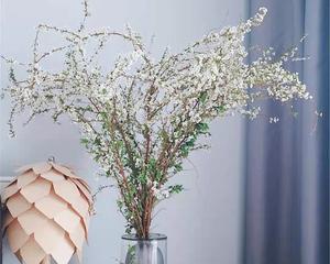 植物呼吸作用的重要性（揭示光合作用的关键——植物呼吸）