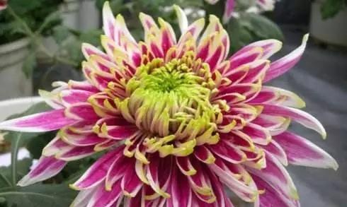 中国十大名花的象征意义（探索中国名花背后的深意）