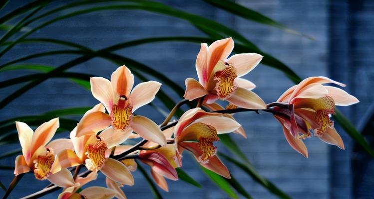 中国十大名花的象征意义（探索中国名花背后的深意）