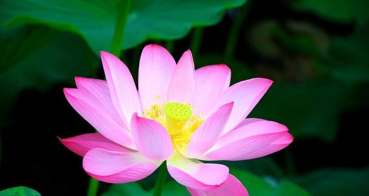 中国十大名花的象征意义（探索中国名花背后的深意）
