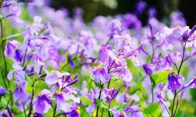 诸葛菜的花语之美——以诸葛菜为主题的文章（揭开诸葛菜的花语之谜）