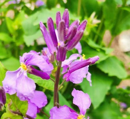 诸葛菜的花语之美——以诸葛菜为主题的文章（揭开诸葛菜的花语之谜）