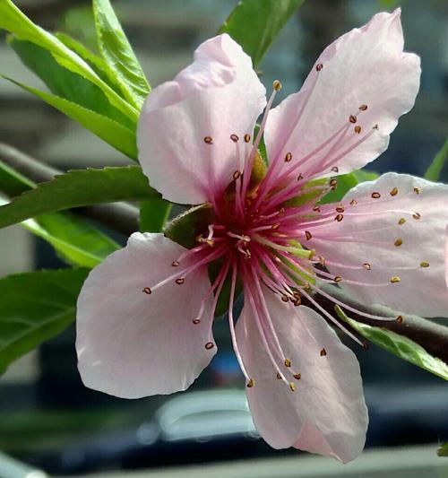 竹夹桃花的花语及其寓意（桃花的美丽与竹夹的坚韧）