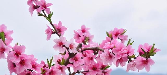 竹夹桃花的花语及其寓意（桃花的美丽与竹夹的坚韧）