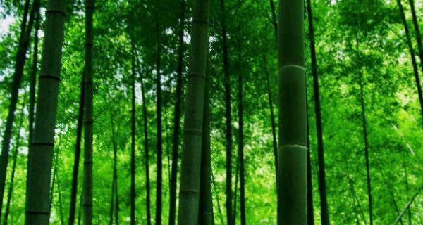 竹子的象征意义与哲学思考（一种生命力与自由精神的象征——竹子）