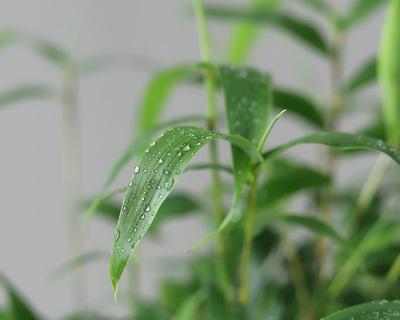 竹子（从竹子看人生）