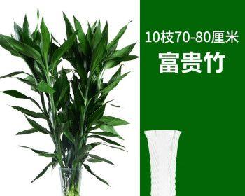 竹子（从竹子看人生）