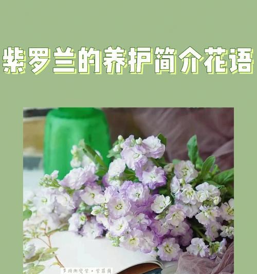 紫罗兰花的花语与传说（揭示紫罗兰花的神秘符号和美丽传说）