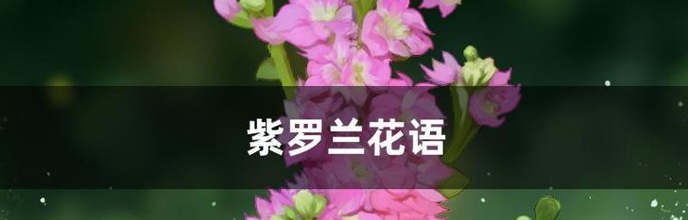 紫罗兰花的花语与传说（揭示紫罗兰花的神秘符号和美丽传说）